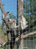 IMG-20240509-WA0085