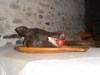 anglie-2012-075