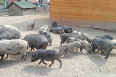 IMG_20160913_131547