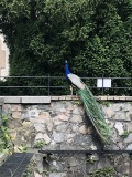 IMG_7414
