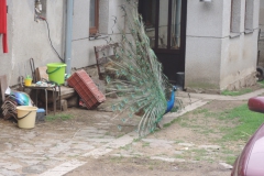 DSCN2105
