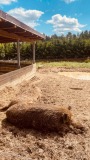 IMG-20250611-WA0011