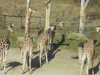 dscn3449_0